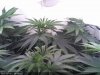 White Widow-Sprout2013-12-25_09.00.11.jpg