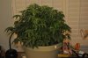 plant1-Day44c.jpg