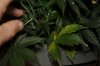 plant1-Day47-leaf yellowing1.jpg