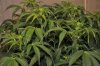 plant1-Day44-little leaf droop.jpg