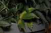 plant1-Day47-leaf yellowing2.jpg