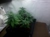 49 days plant #4 and younger.jpg