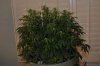 plant1-Day52d.jpg