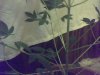 IMG00119.jpg