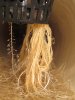 root porn day 14 flower.jpg