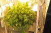 plant1-Day59b.jpg