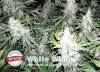 white-widow.jpg