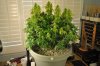 plant1-Day65a.jpg