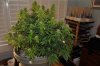 plant1-Day65-DEFOLIATION.jpg