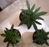 grow03_2008-11-17_day29_pic01u.jpg