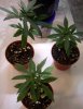 grow03_2008-11-17_day29_pic03u.jpg