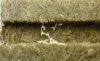08-Roots-20081117-4.jpg