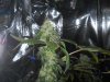 2965618d1390001725-girl-scout-cookies-rdwc-scrog-004.jpg