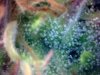 plant1-Day74-trichomes4.jpg