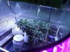 01.28.14 BV SCROG.jpg