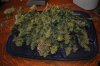 plant1-Day77-Harvest1.jpg