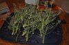 plant1-Day77-Harvest2.jpg