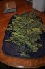 plant1-Day77-Harvest3.jpg