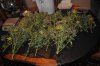 plant1-Day77-Harvest5.jpg