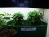 gs2-scrog02.jpg