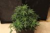 ak47-34days-2.jpg