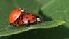 mating-ladybug-beetles-img_6940.jpg