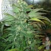 kc-brains-kc45-seeds_500.jpg