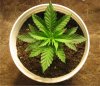 biggest_plant1.jpg