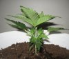 biggest_plant2.jpg