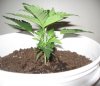 biggest_plant3.jpg