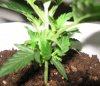 biggest_plant4.jpg