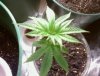 weed2.jpg