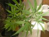 grow journal 041.jpg