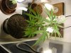 grow journal 042.jpg