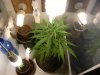 grow journal 043.jpg