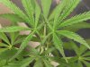 grow journal 044.jpg