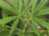 grow journal 045.jpg