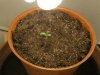 grow journal 038.jpg