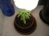 grow journal 039.jpg