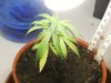 grow journal 040.jpg