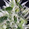 009-green-pistils.jpg