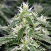 019-green-pistils.jpg