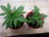 sage n sour, snow bud.jpg
