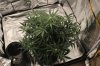 ak47-40days-2.jpg