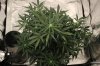 ak47-40days-3.jpg