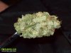 chemdawg d 2008.jpg