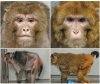 8731scitech2_monkeys1.jpg