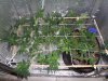 02.01.14 US SCROG.jpg