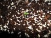 New indoor grow 001.jpg