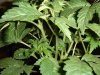 2days Flowering 005.jpg